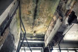 Best Emergency Mold Remediation  in Manhasset Hills, NY